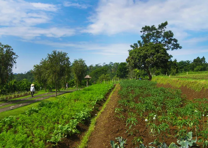Bagus Agro Pelaga 3* Plaga