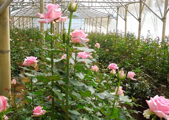 Bagus Agro Pelaga 3* Plaga