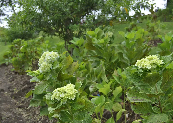 Bagus Agro Pelaga リゾート