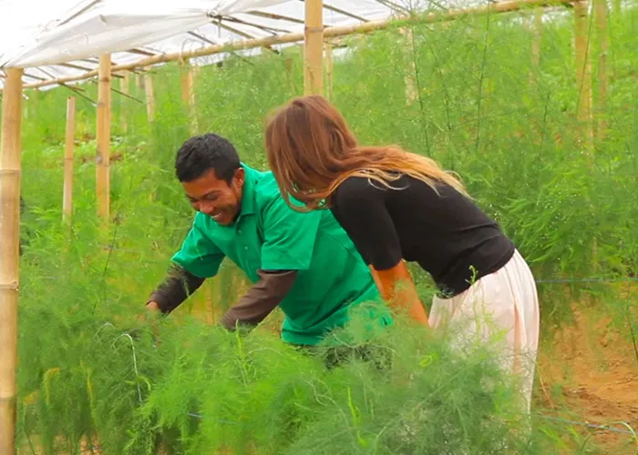 Bagus Agro Pelaga リゾート 3*